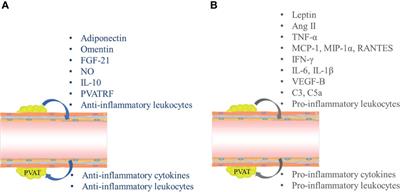 Role of Inflammation in Vascular Disease-Related Perivascular Adipose Tissue Dysfunction